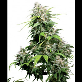 California Indica Regular seeds