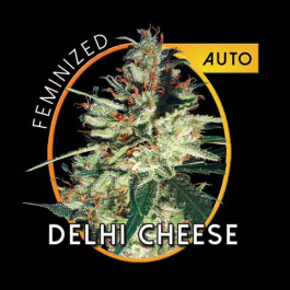 Delhi Cheese Auto