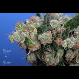 Sage N Sour