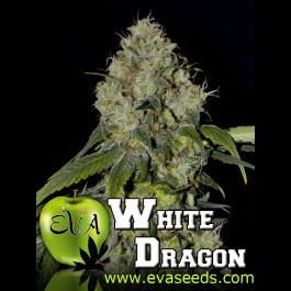 White Dragon Strain Eva Seeds