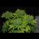 California Indica