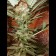 California Indica