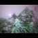 California Indica