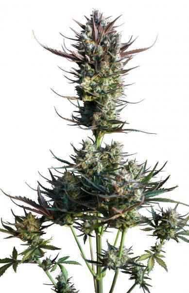 AutoBlueberry